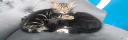 Mixed Breed cats for sale: 4 lovely kittens are looking for forever home  - Advert 5