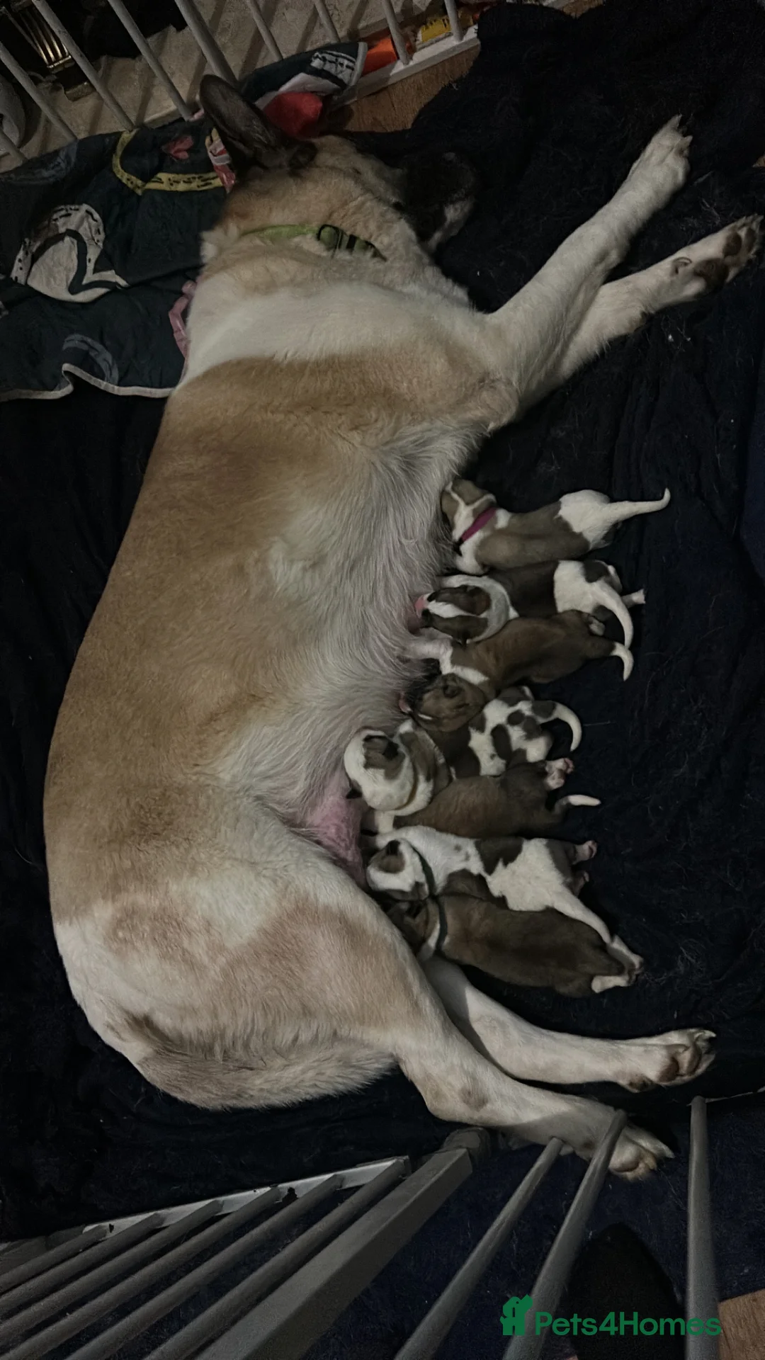 Akita dogs for sale: 7 beautiful Akita pups  - Advert 1