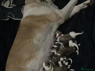 Akita dogs 7 beautiful Akita pups - Advert 1