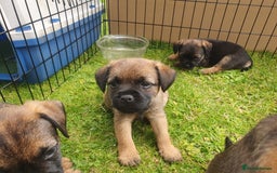 Border Terrier dogs for sale: Outstanding Litter of Border Terriers - Image 2