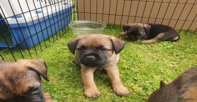 Border Terrier dogs - Advert 1
