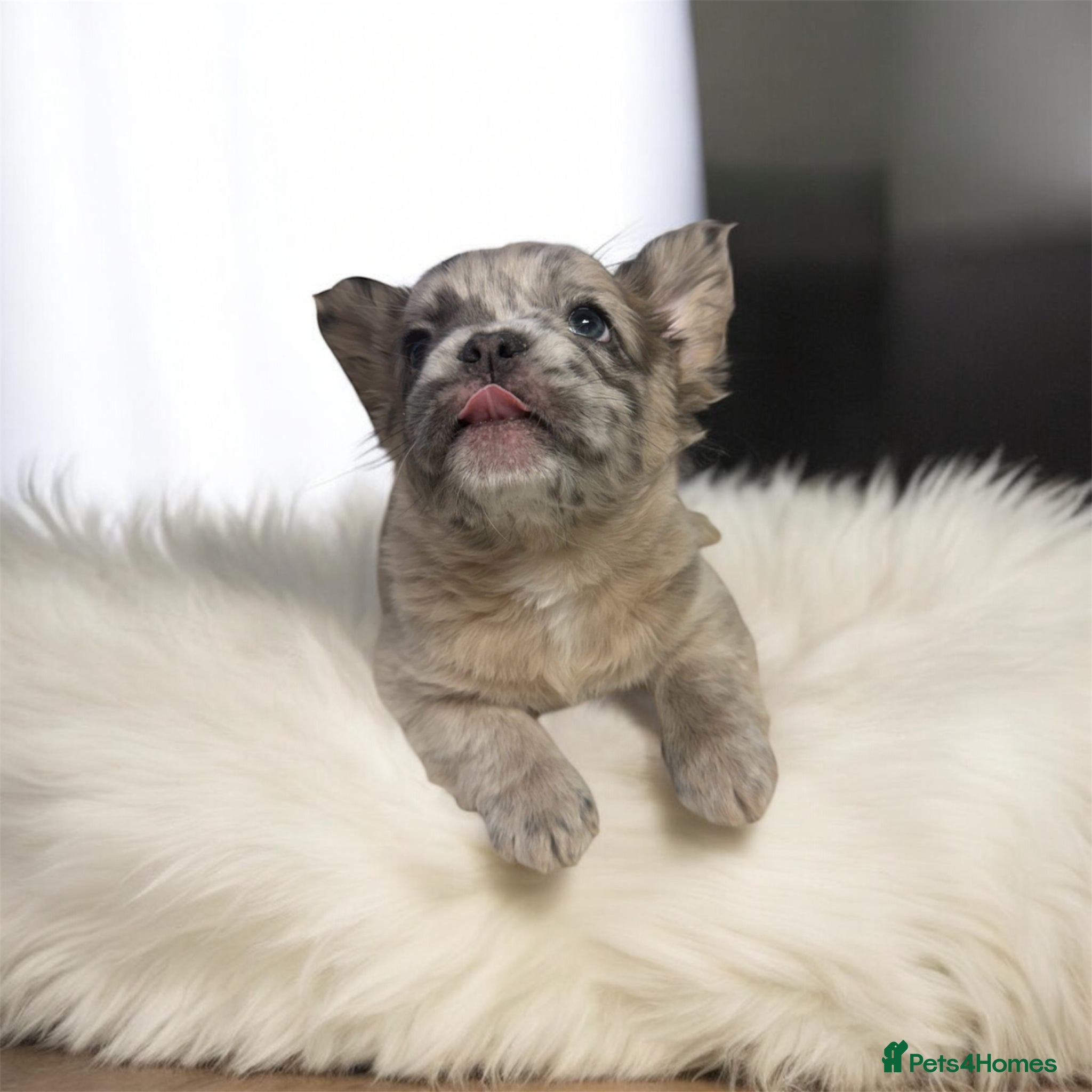French Bulldog dogs Kc FLUFFY FRECH BULLDOGS - Advert 1