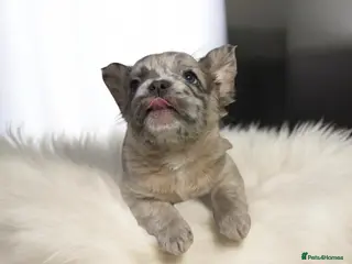 French Bulldog dogs Kc FLUFFY FRECH BULLDOGS - Advert 1