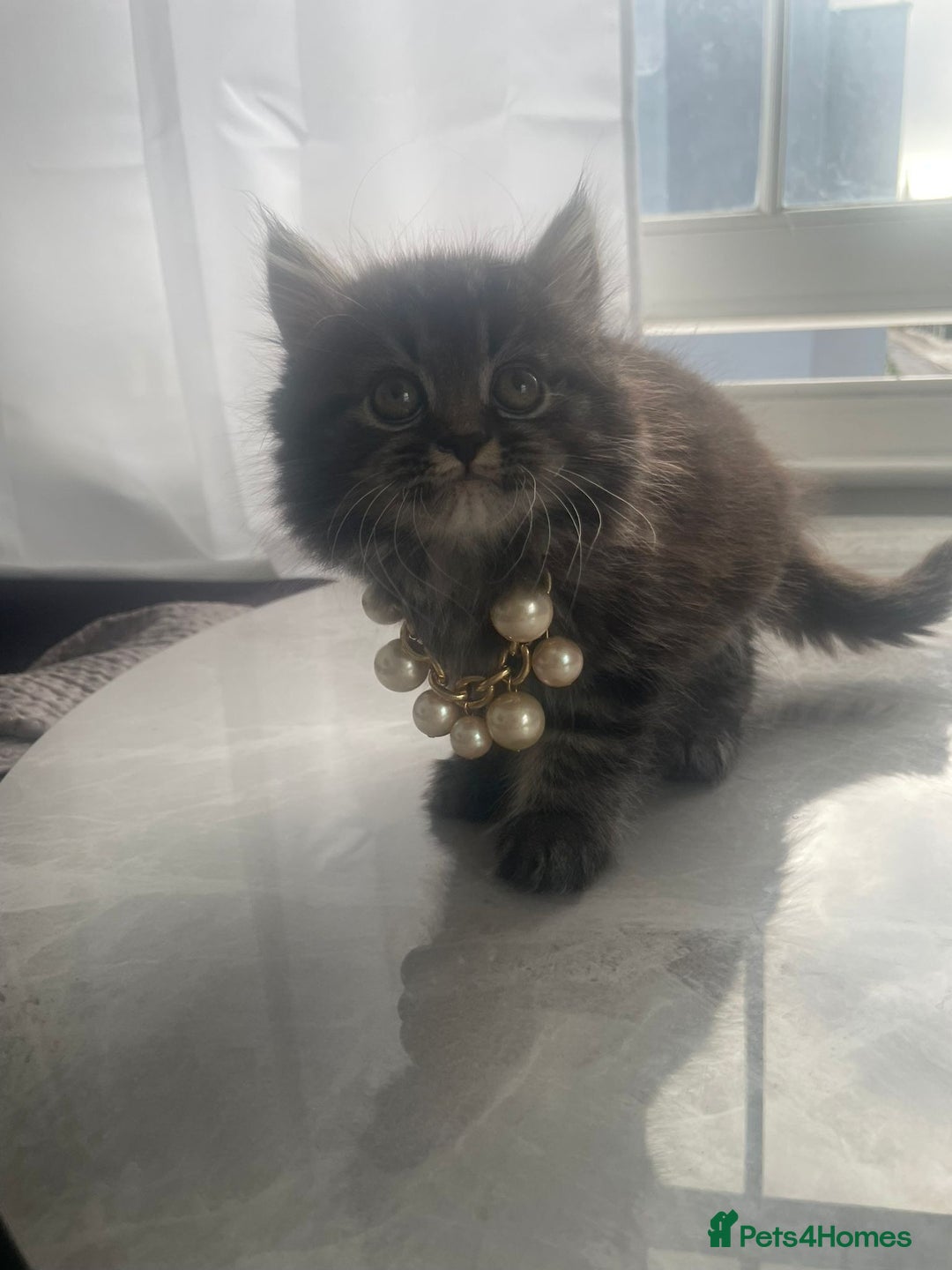 Mixed Breed cats for sale: Persian Mix kittens  - Advert 10