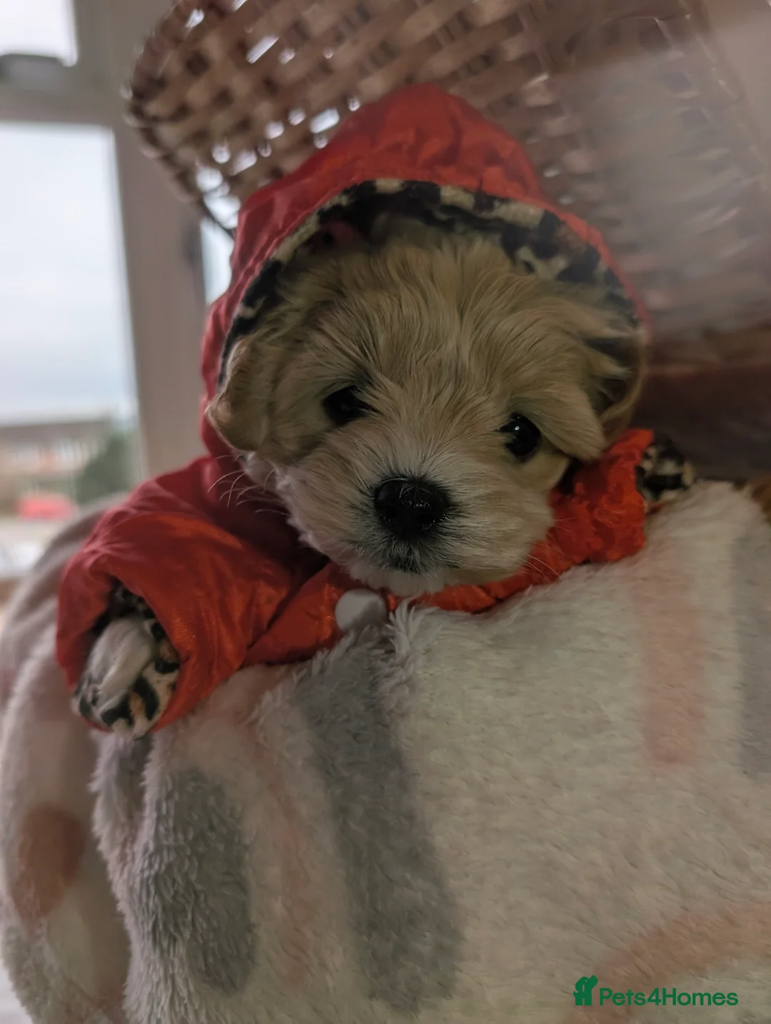 Maltipoo dogs for sale: Maltipoo puppies - Advert 19