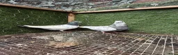 Pigeons birds for sale: Any Pair £65 - Healthy Breeding Pigeons - Advert 32