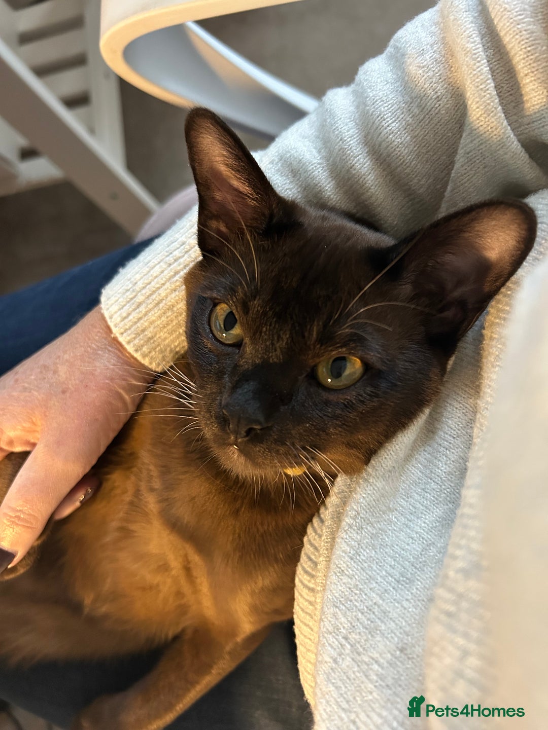 Burmese cats for sale: Beautiful Burmese boy - Advert 1