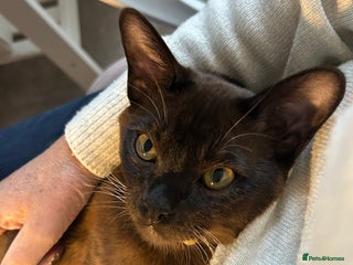 Burmese cats Beautiful Burmese boy - Advert 1