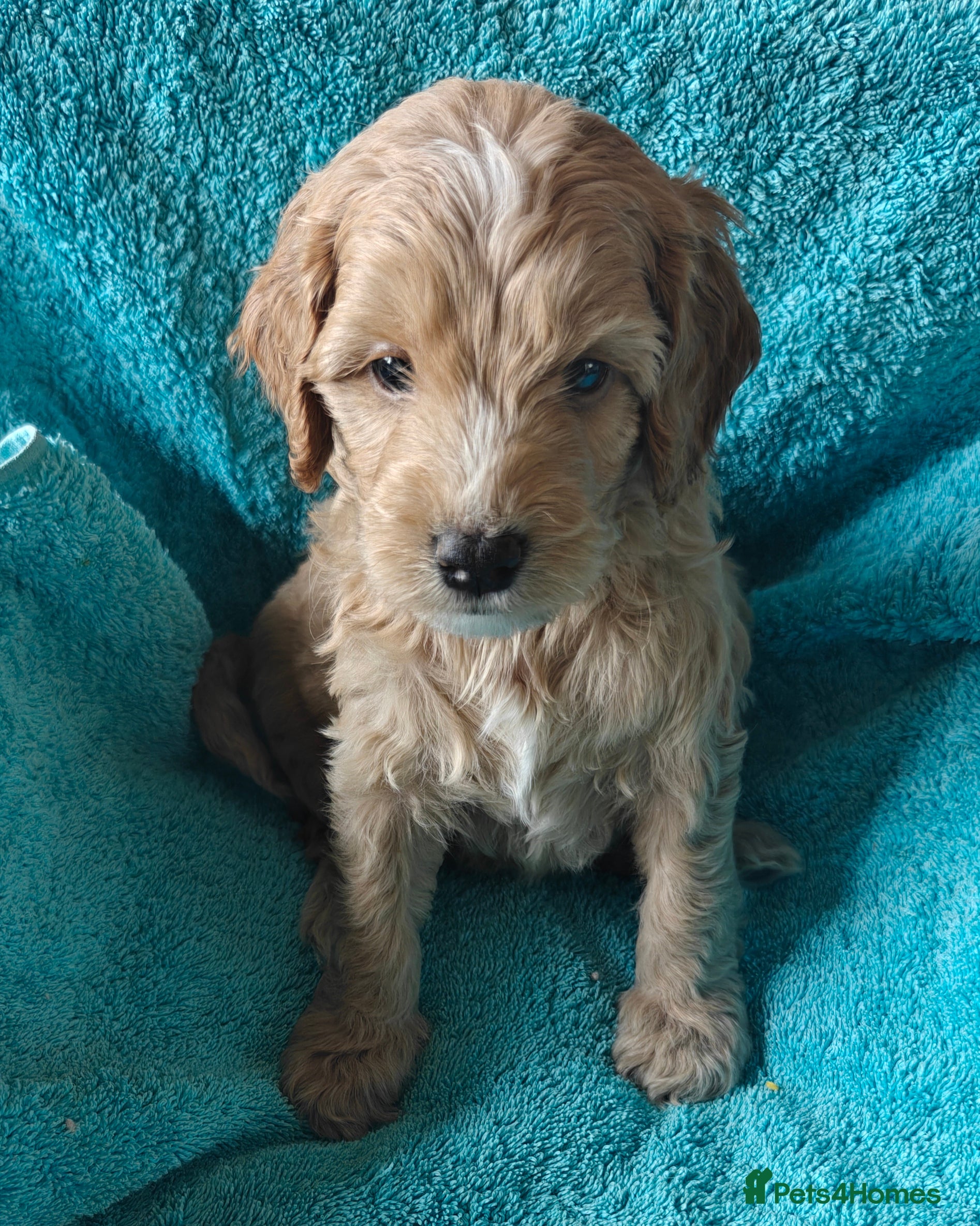 Cockapoo dogs Gorgeous F1B Cockapoo Puppies  - Advert 2