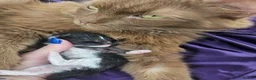 Ragdoll cats for sale: Cherubim Black Solid Mitted Girl HCM,PKD Certyfica - Advert 2
