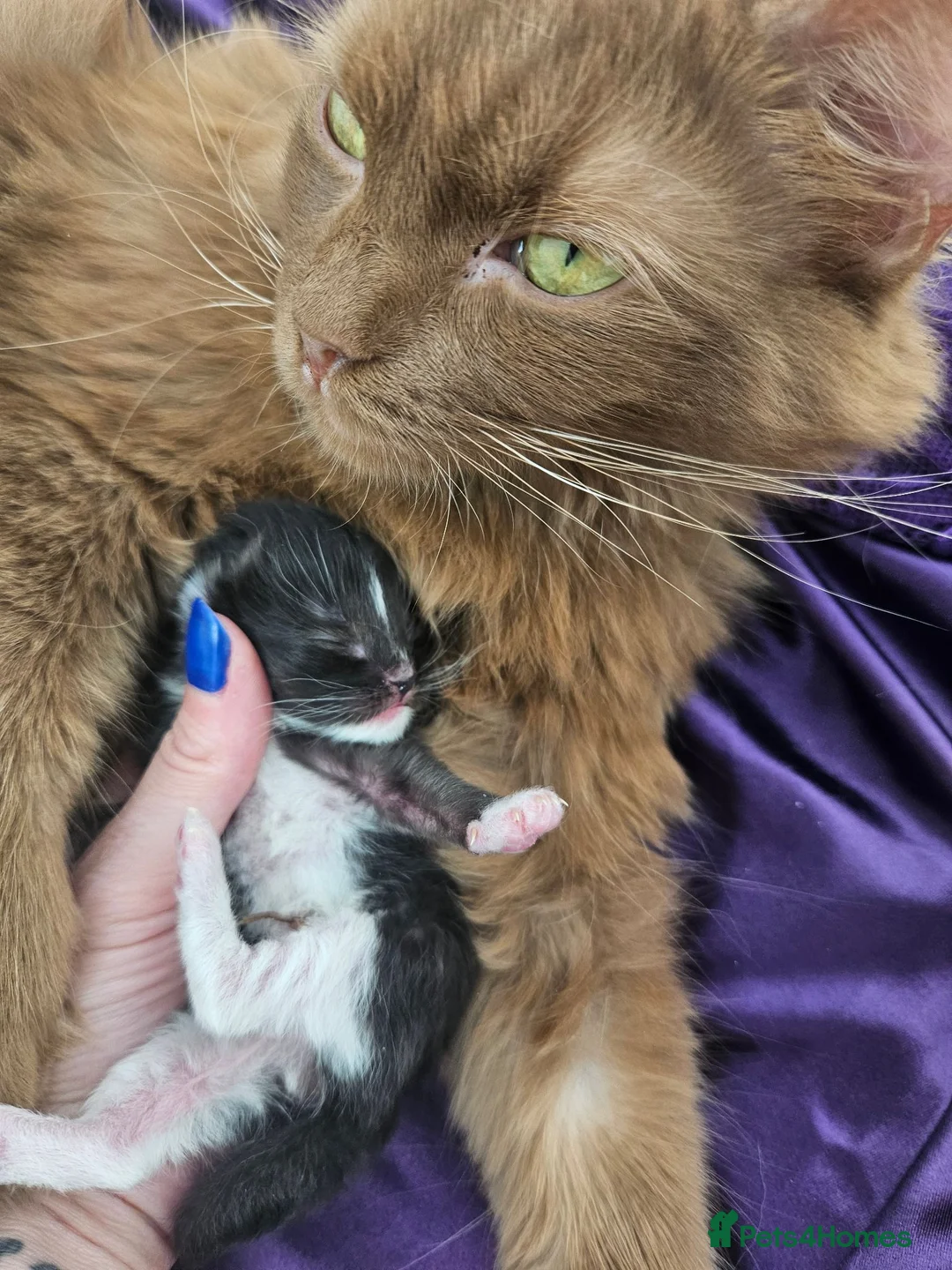Ragdoll cats for sale: Cherubim Black Solid Mitted Girl HCM,PKD Certyfica - Advert 2