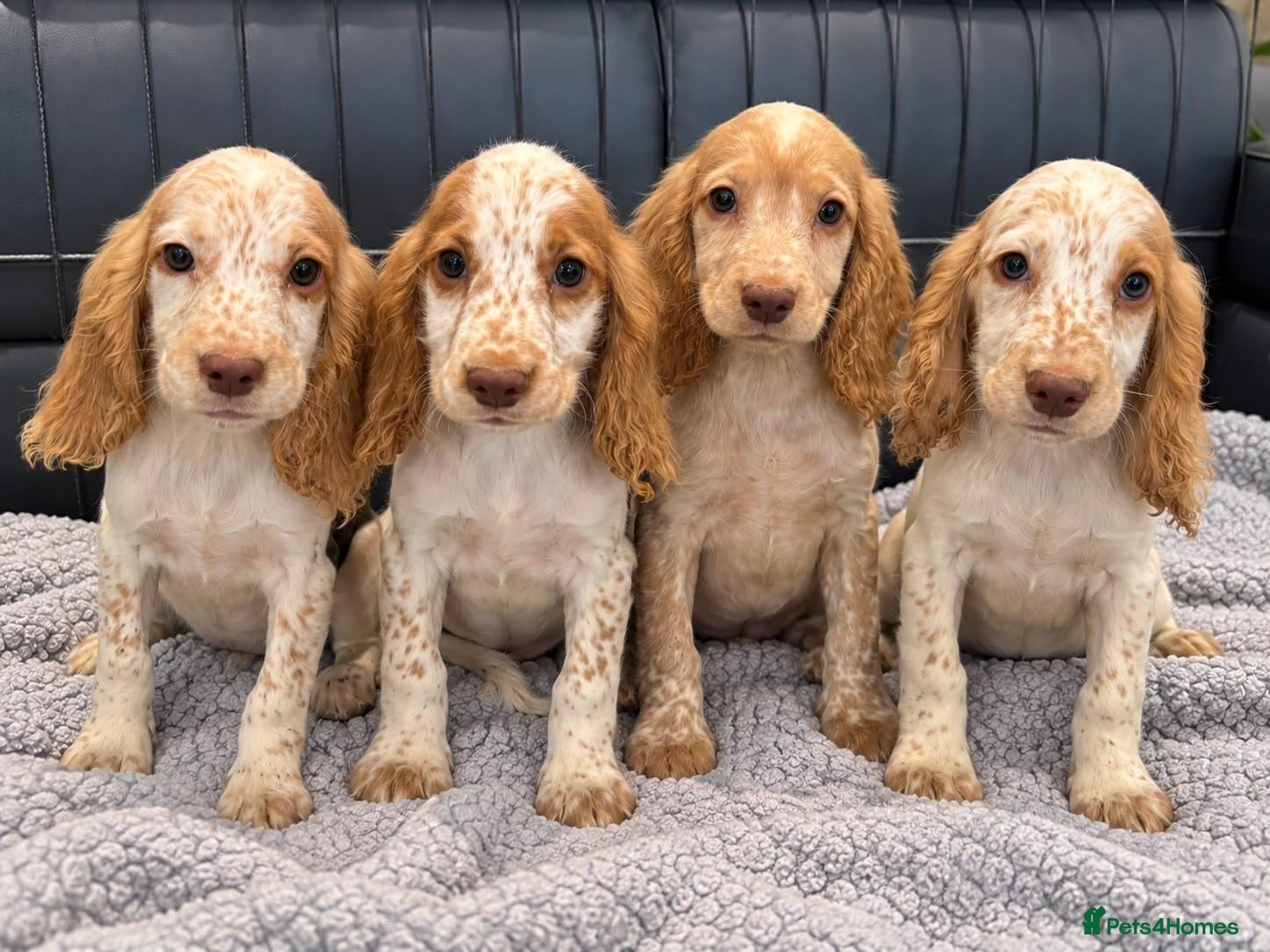 Cocker Spaniel dogs Cocker Spaniel Puppies Ready Now - Advert 18