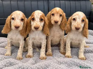 Cocker Spaniel dogs Cocker Spaniel Puppies Ready Now - Advert 18
