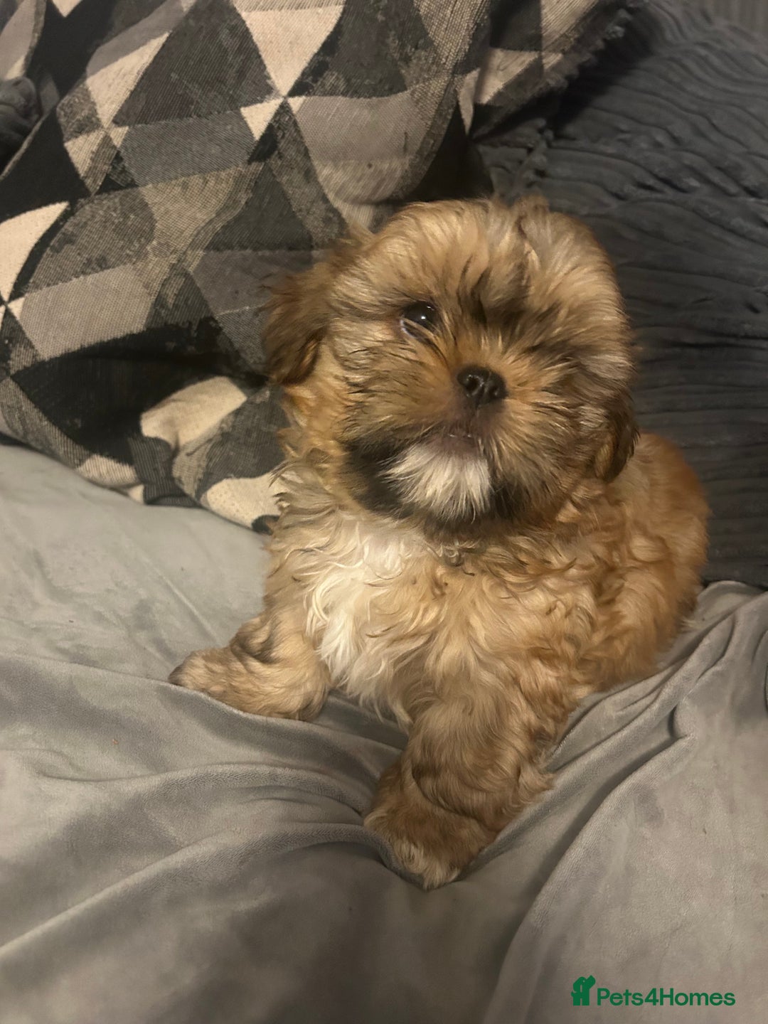 Shih Tzu dogs for sale: Gorgeous little boy - Advert 17