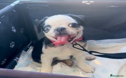 Pug dogs for sale: Stunning Puppy Unique Blue Eye Very Loving - Image 2