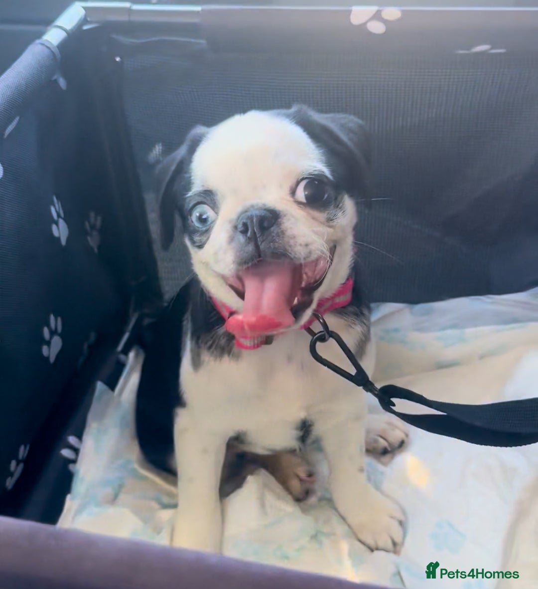 Pug dogs for sale: Stunning Puppy Unique Blue Eye Very Loving - Image 2