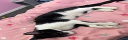 Mixed Breed cats for sale: Cute black and white male tuxedo cat, 6 months old in Luton - Advert 2