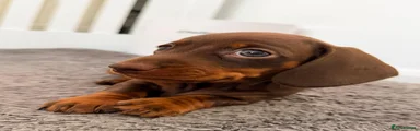 Miniature Dachshund 4 sold 