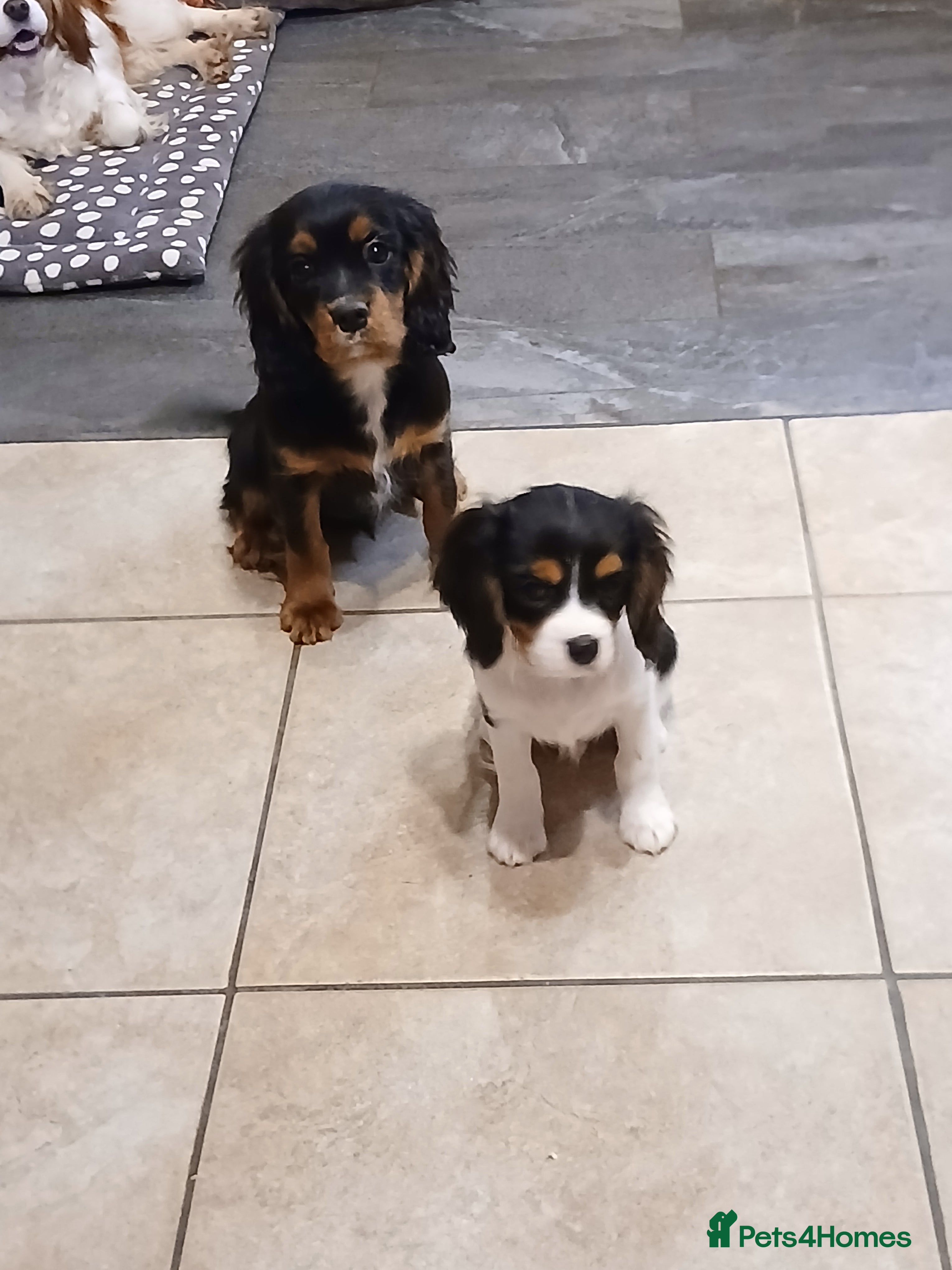 Cavalier King Charles Spaniel dogs Fully vaccinated BOYS - Advert 6