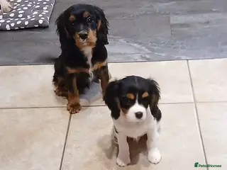 Cavalier King Charles Spaniel dogs Fully vaccinated BOYS - Advert 6