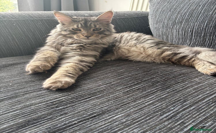Maine Coon cats - Advert 1