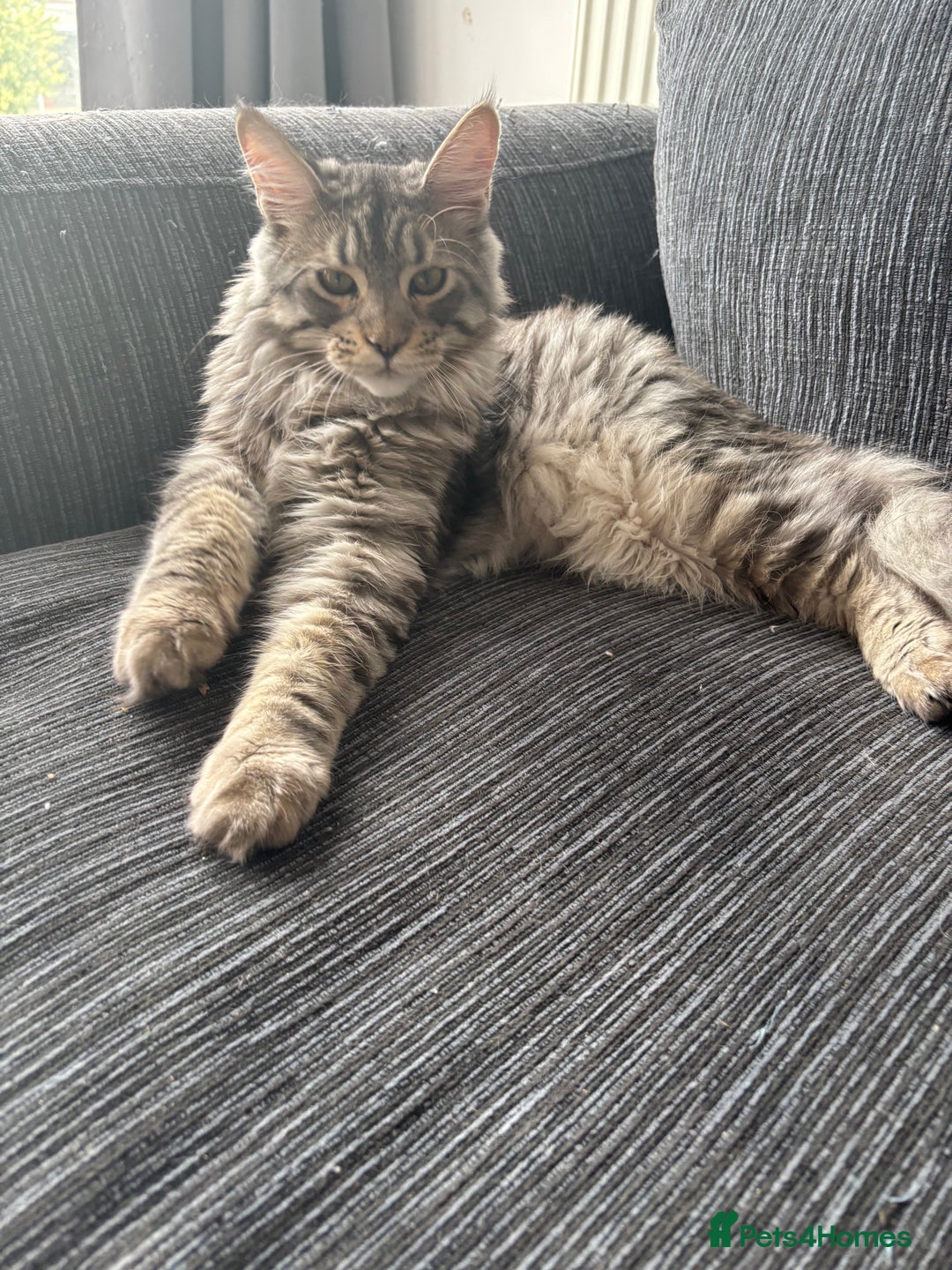 Maine Coon cats for sale: 7 month old Maine coon  - Image 1