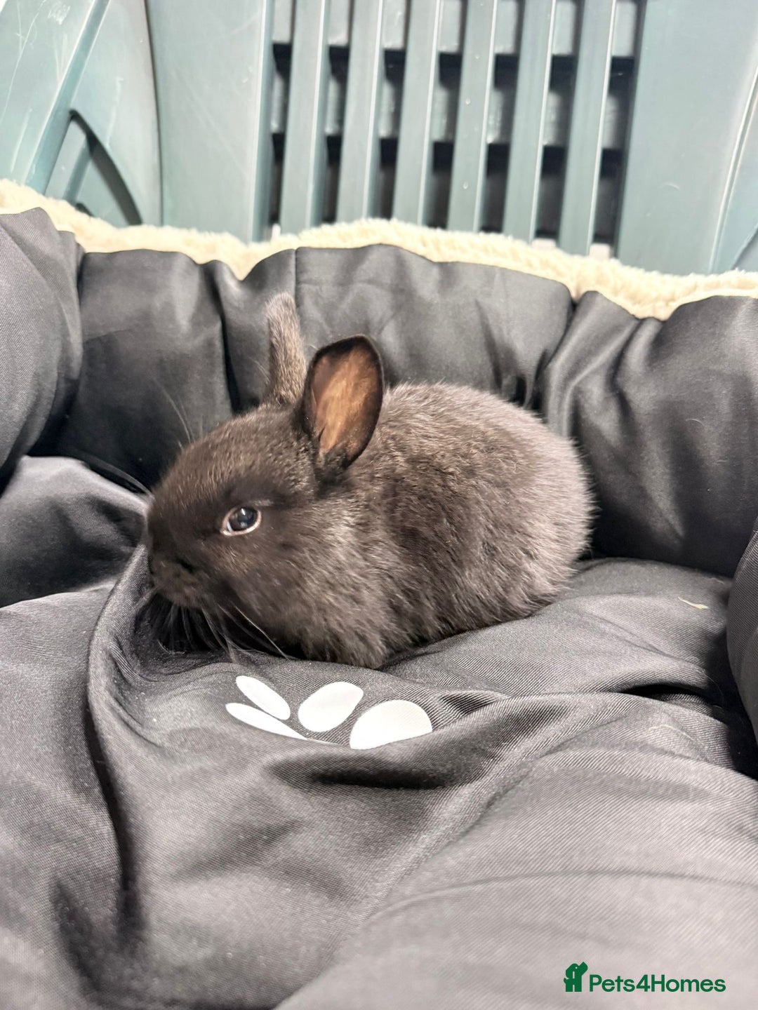 Mixed Breed rabbits for sale: Baby bunnies - Advert 7