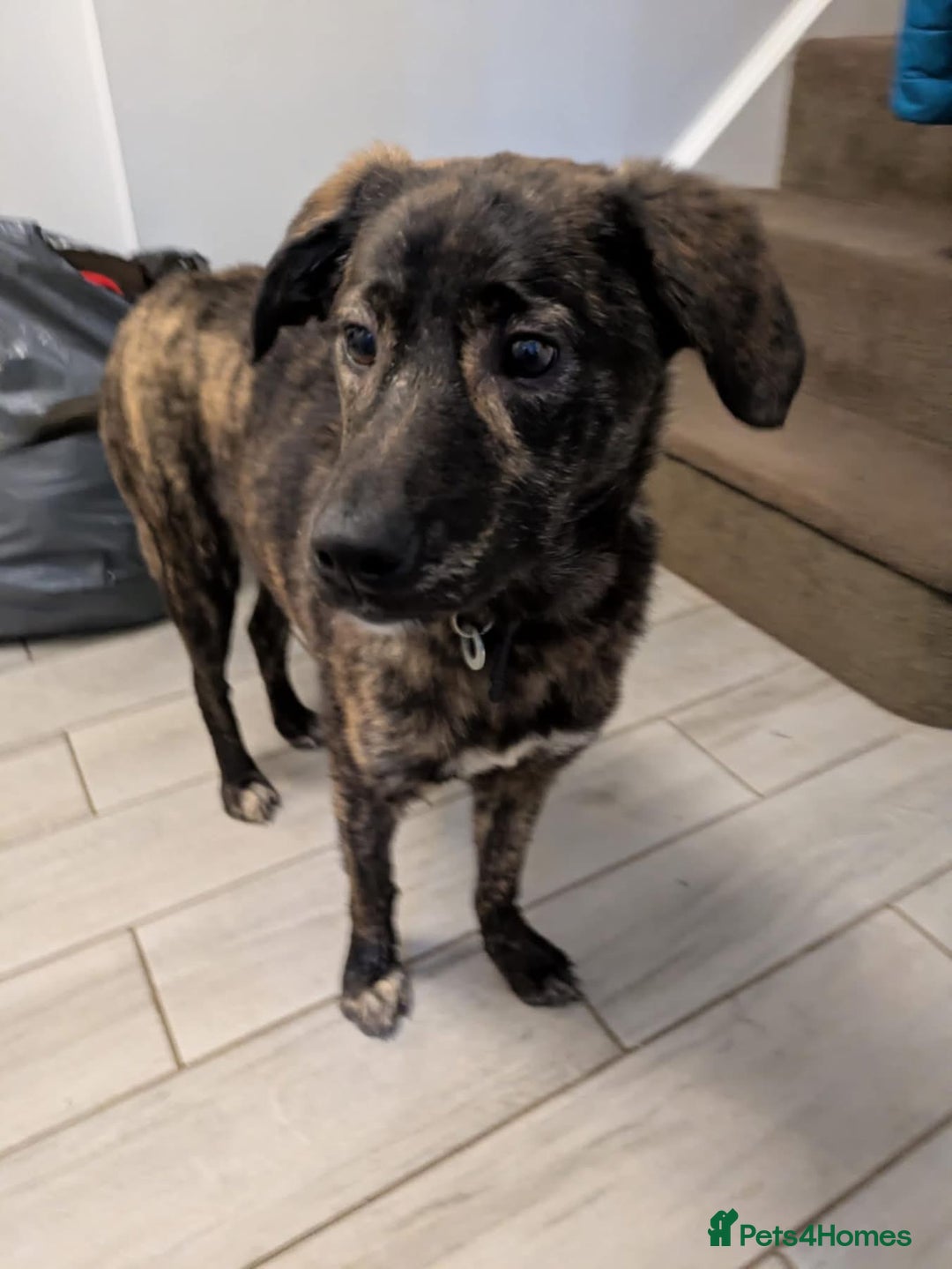 Mixed Breed dogs for adoption: Aurora - Stowmarket Suffolk  - Advert 2