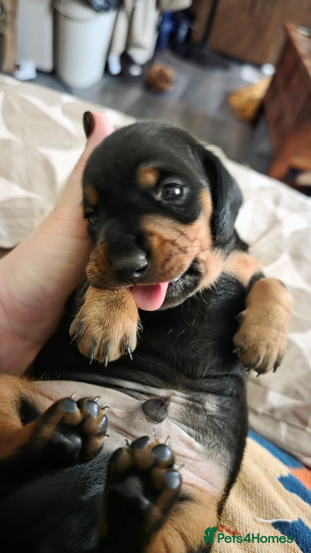 Miniature Dachshund dogs for sale: 🐶 Stunning Black & Tan Miniature Dachshund Puppy - Image 3