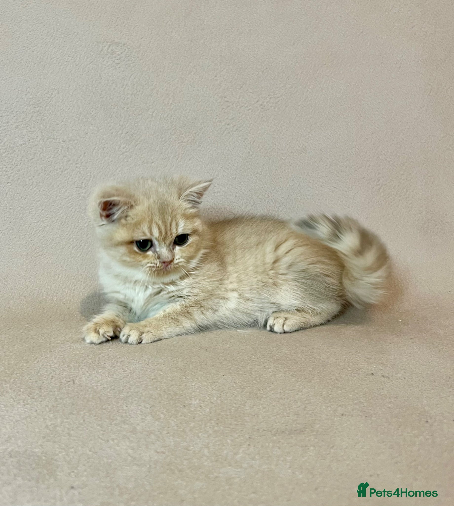 British Shorthair cats 🐾 PUREBRED BSH KITTENS🐾 - Advert 4