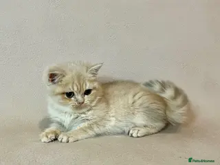 British Shorthair cats 🐾 PUREBRED BSH KITTENS🐾 - Advert 4