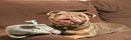 English Bulldog dogs for sale: Female neutered Pedigree English Bulldog   in Lincoln - Advert 4