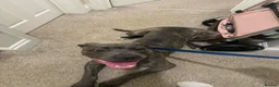 Cane Corso dogs for sale: Cane corso - Advert 4