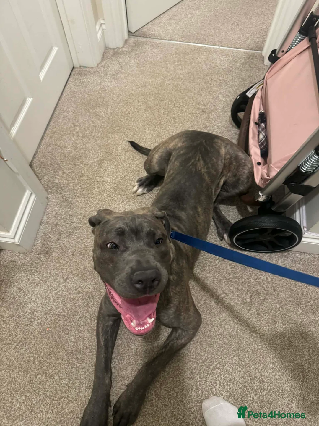 Cane Corso dogs for sale: Cane corso - Advert 4