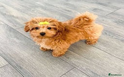 Maltipoo dogs for sale: ✨ Adorable Maltipoo Puppies Ready for New Homes! ✨ - Image 1