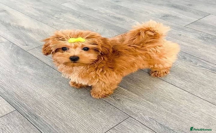 Maltipoo dogs - Advert 1