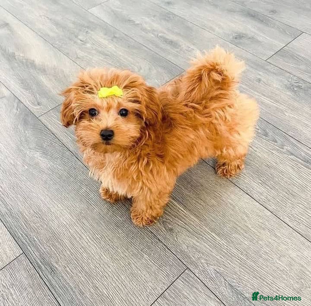 Maltipoo dogs for sale: ✨ Adorable Maltipoo Puppies Ready for New Homes! ✨ - Image 1