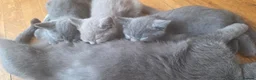 British Shorthair cats for sale: British short hair kittens  in Upminster - Advert 14