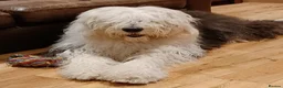 Mixed Breed dogs for sale: Beautiful Old English Sheepdog/Bernedoodle Puppies - Advert 22