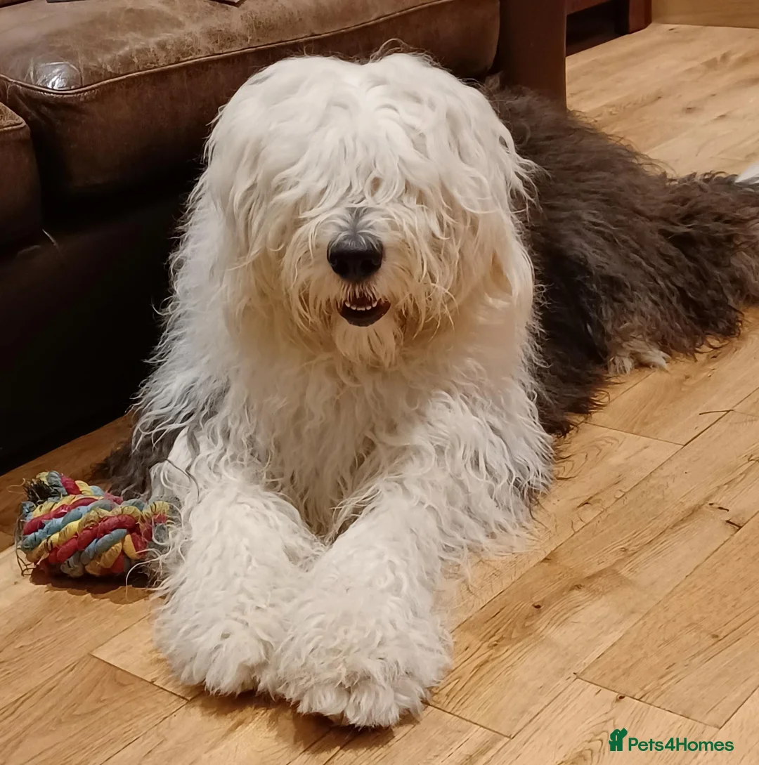 Mixed Breed dogs for sale: Beautiful Old English Sheepdog/Bernedoodle Puppies - Advert 22
