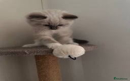 Ragdoll cats for sale: Adorable Ragdoll Kittens Ready for New Homes Soon! - Image 7