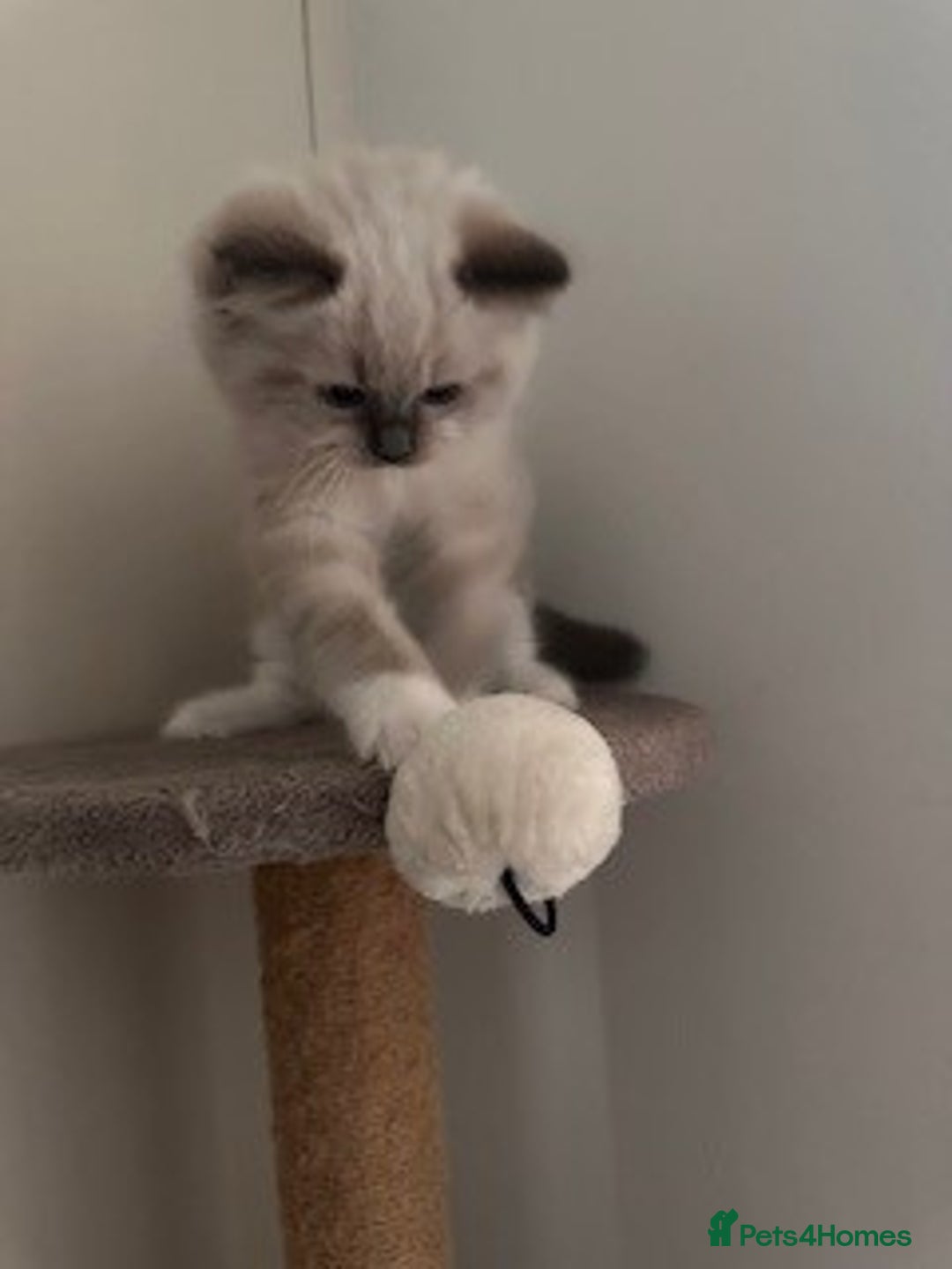 Ragdoll cats for sale: Adorable Ragdoll Kittens Ready for New Homes Soon! - Image 7