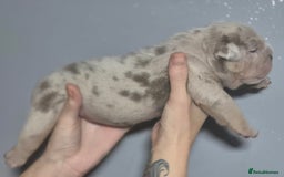 English Bulldog dogs for sale: Beautiful Litter Of New English Bulldog Puppies - Image 16