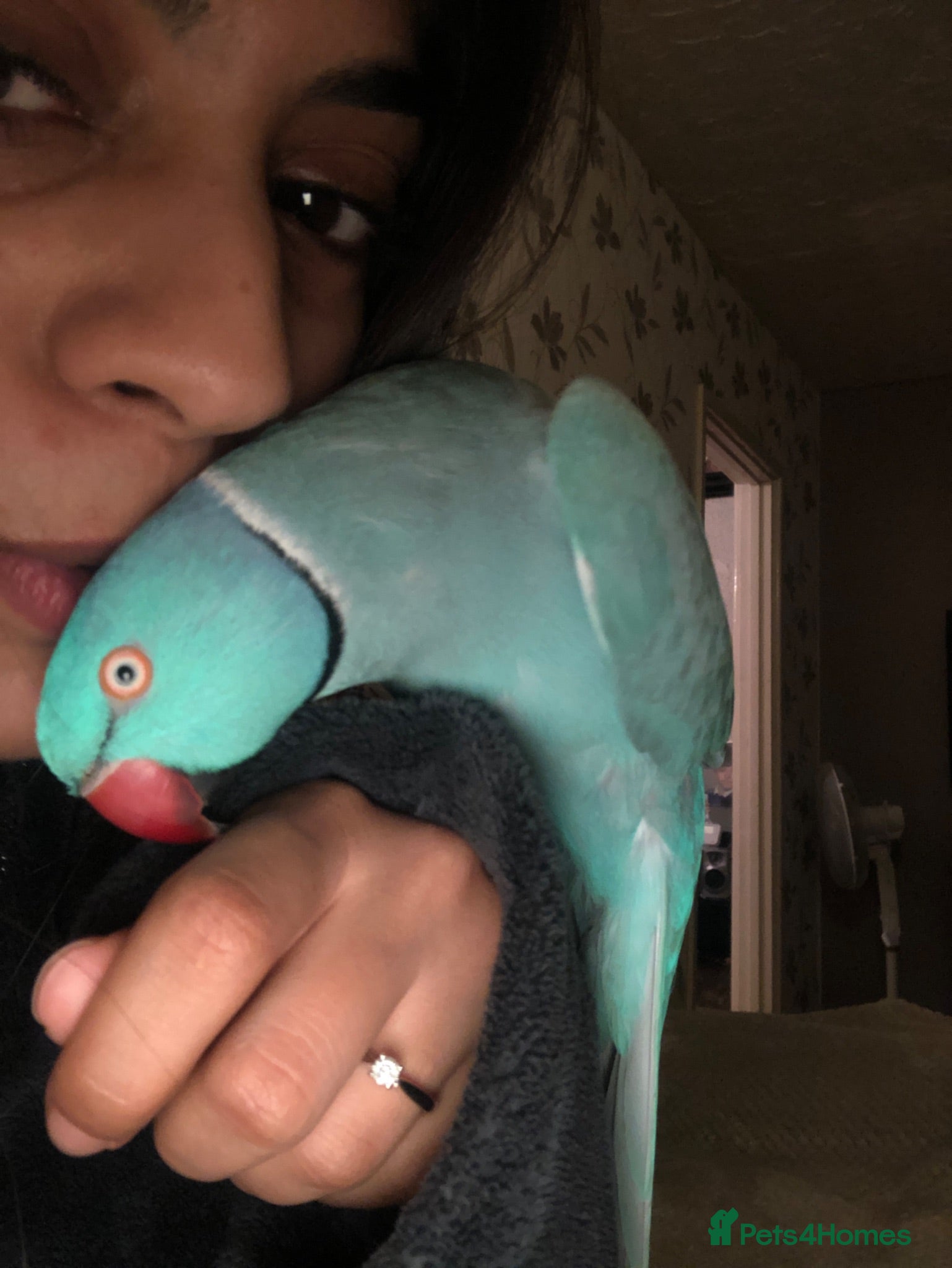 Ringnecks birds Tikki / Blue Ringneck - Advert 1