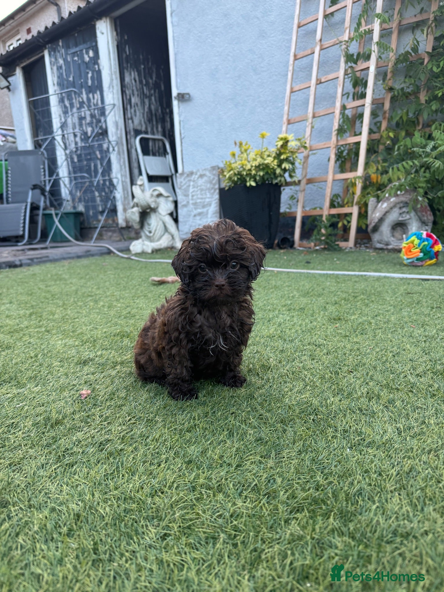 Shihpoo dogs READY NOW 3/4 Imperial Shih Tzu x 1/4 poodle girl - Advert 2