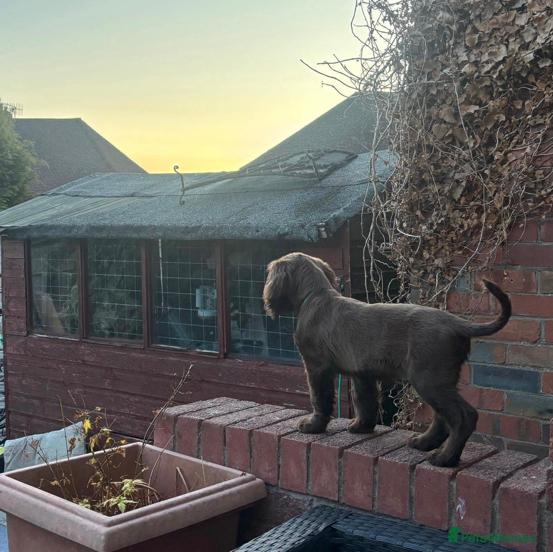 Sprocker dogs for sale: Sprocker spaniel pup - Image 2