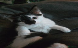 Mixed Breed cats for sale: Last little girl black and white kitten  - Advert 2