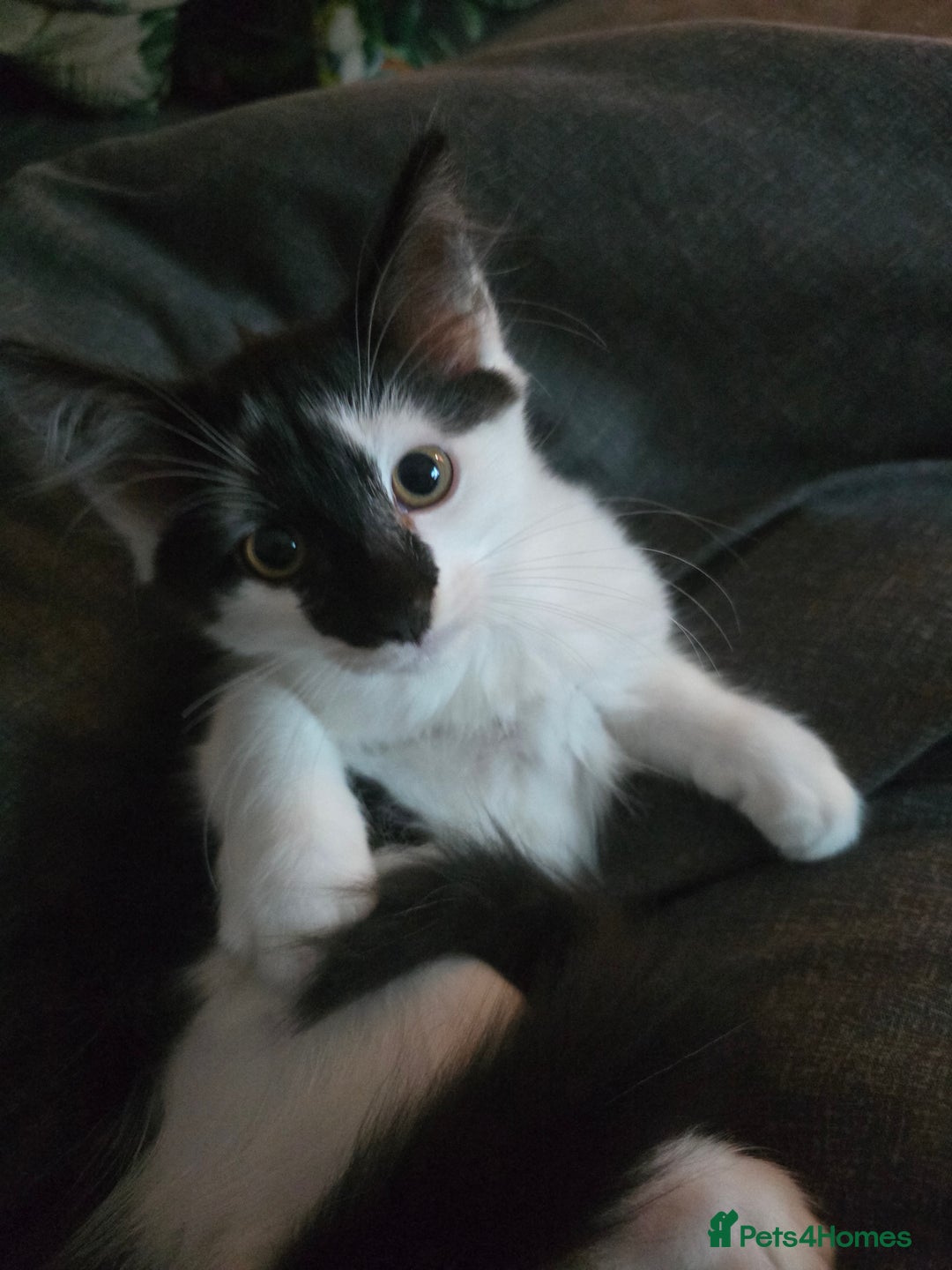 Mixed Breed cats for sale: Last little girl black and white kitten  - Advert 2