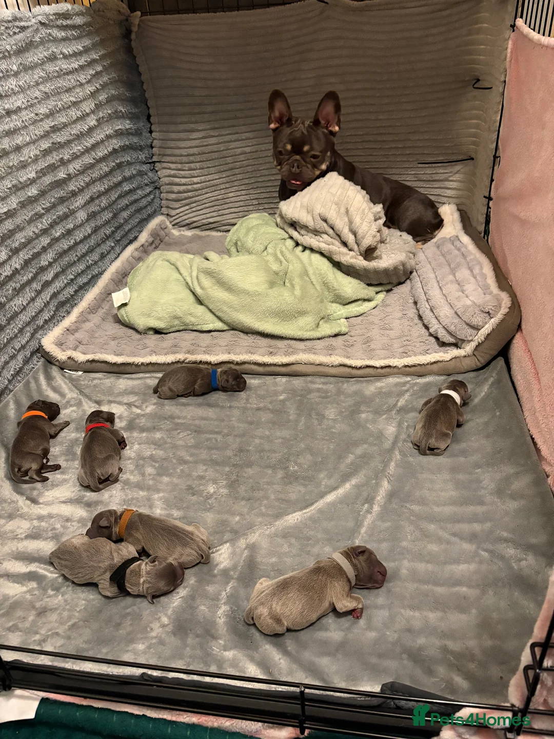 Mixed Breed dogs for sale: 7 absolutely stunning staffy cross frenchie pups - Advert 8