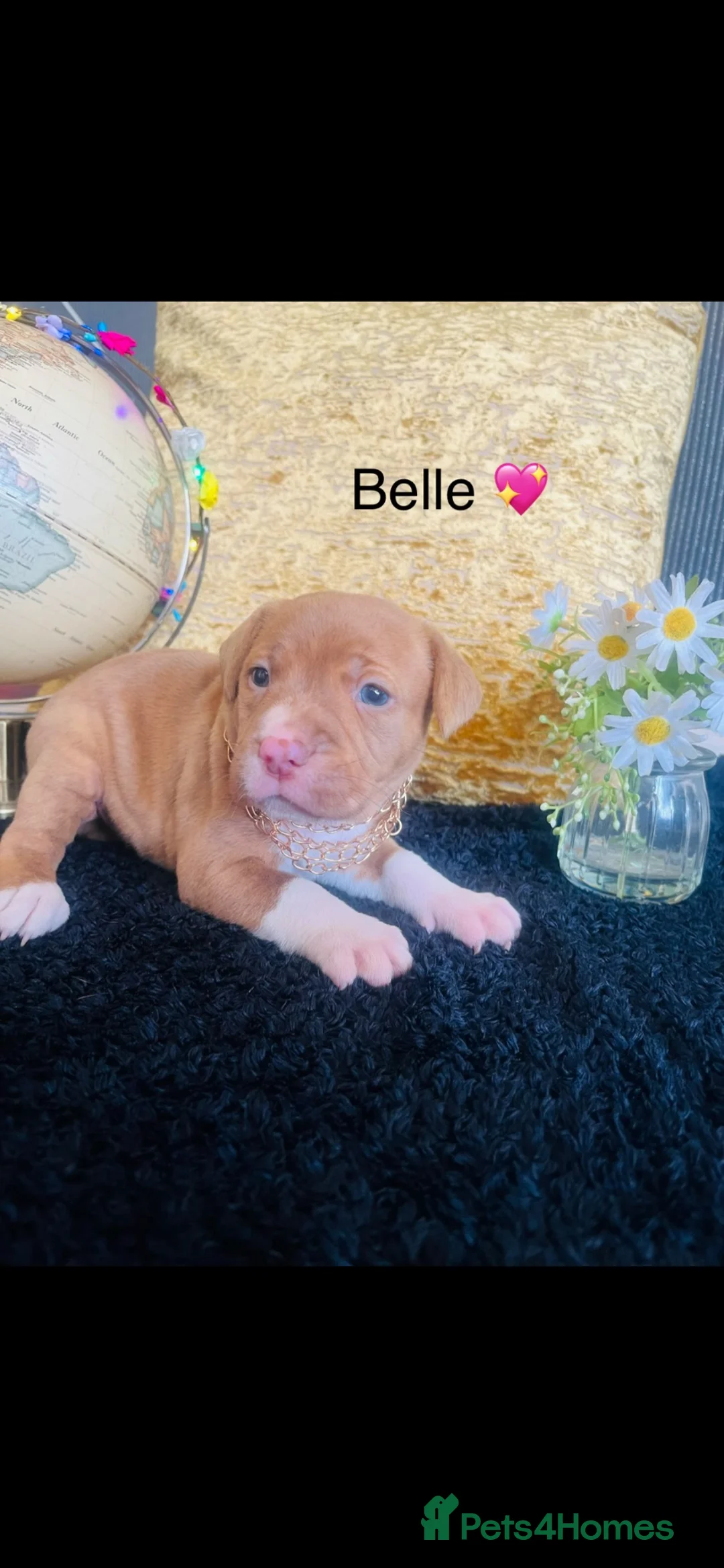 Mixed Breed dogs for sale: One girl , 2 boys ready to find their forever home - Advert 2